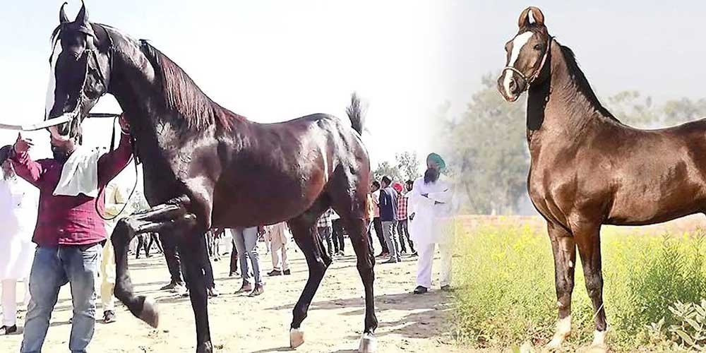 એક્સપ્રેસ ટ્રેન કરતા પણ ઝડપી ઘોડો .. કિંમત છે 10 કરોડ | જાણો ખાસિયતો