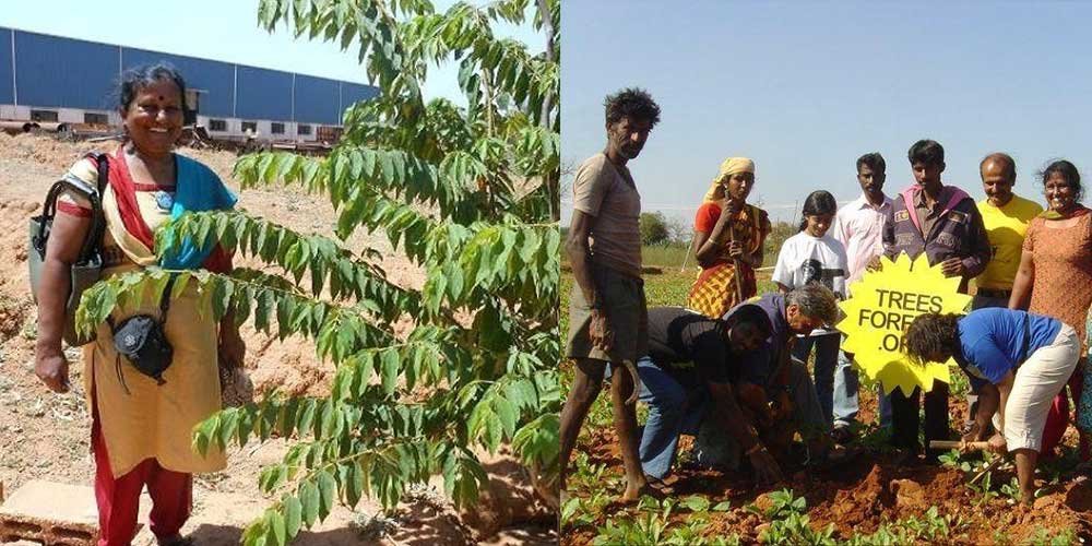 પતિની યાદમાં 13 વર્ષ દરમિયાન આ મહિલાએ 73 હજાર છોડ રોપ્યા