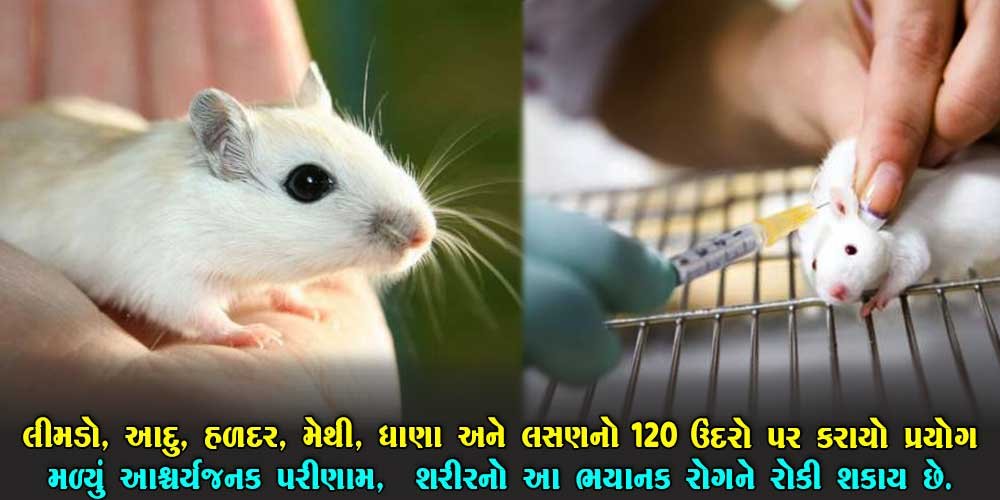 આયુર્વેદિક વસ્તુઓનો 120 ઉંદર પર પ્રયોગ.. મળ્યું આવું રીઝલ્ટ